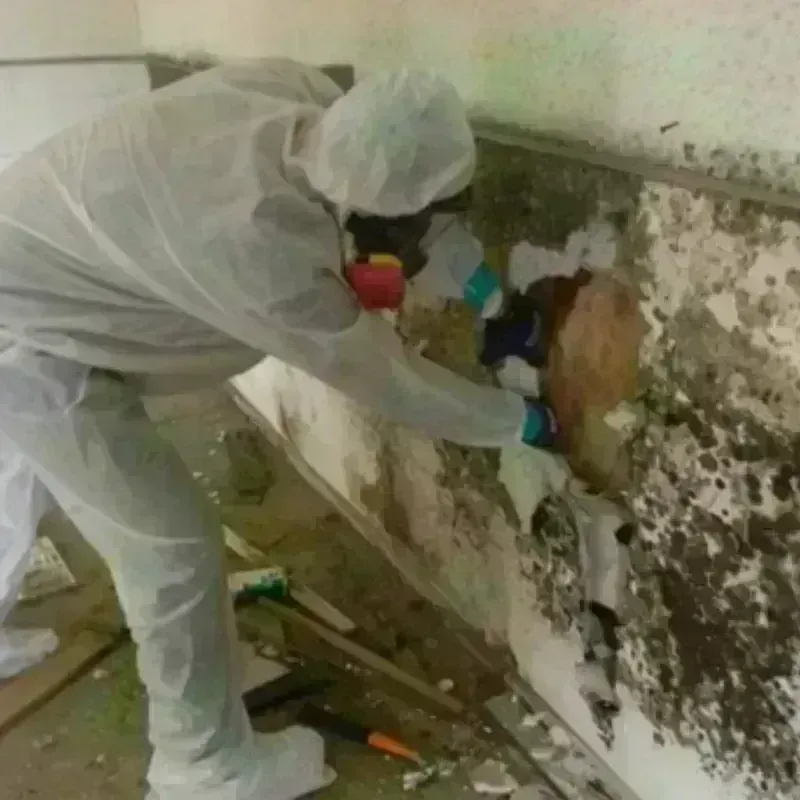 Mold Remediation and Removal in Sparta, WI